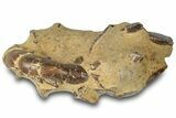 Fossil Mud Lobster (Thalassina) - Gunn Poin, Australia #307789-1